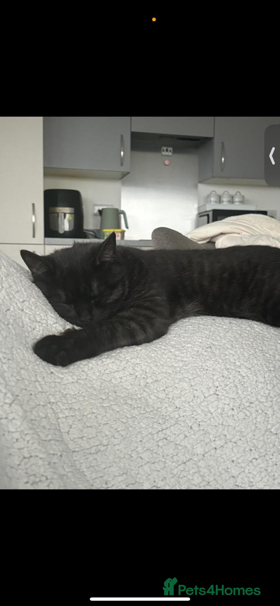 British Shorthair cats for sale: Beautiful Mixed BSH AND TABBY  - Image 3