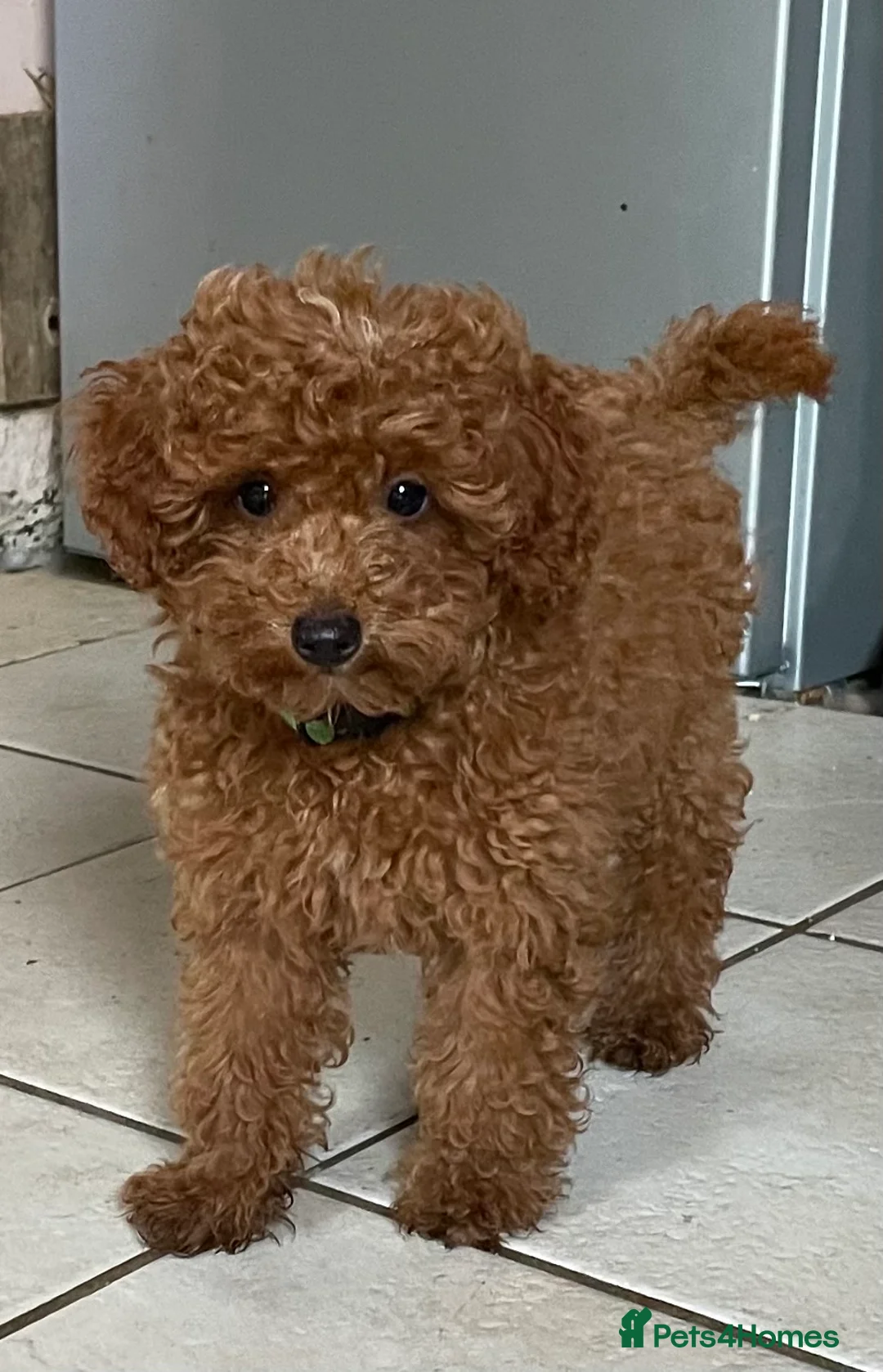 Toy Poodle dogs for stud: 2 RED BOYS FOR STUD in Burry Port - Advert 15