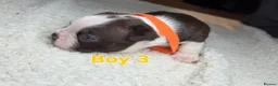 Boston Terrier dogs for sale: Blossy's Beautiful Bostons  in Doncaster - Advert 13