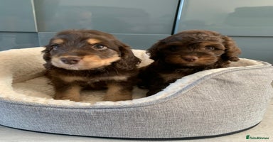 Cockapoo dogs - Advert 5