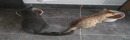 Mixed Breed cats for sale: 2 Beautiful kittens PLUS everything you need - Advert 24