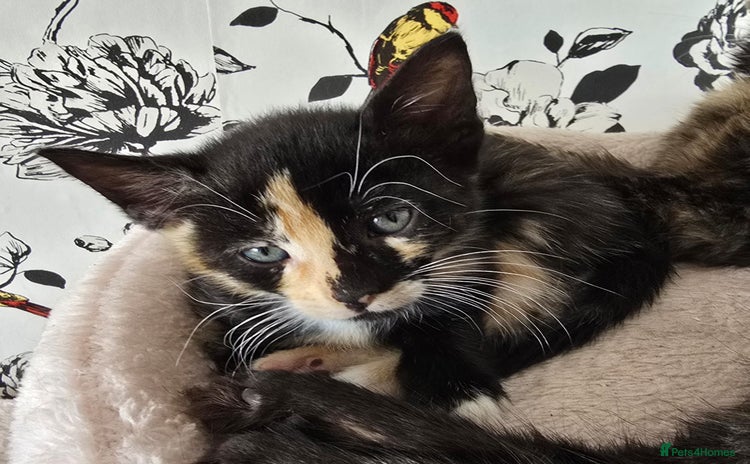 Mixed Breed cats - Advert 9