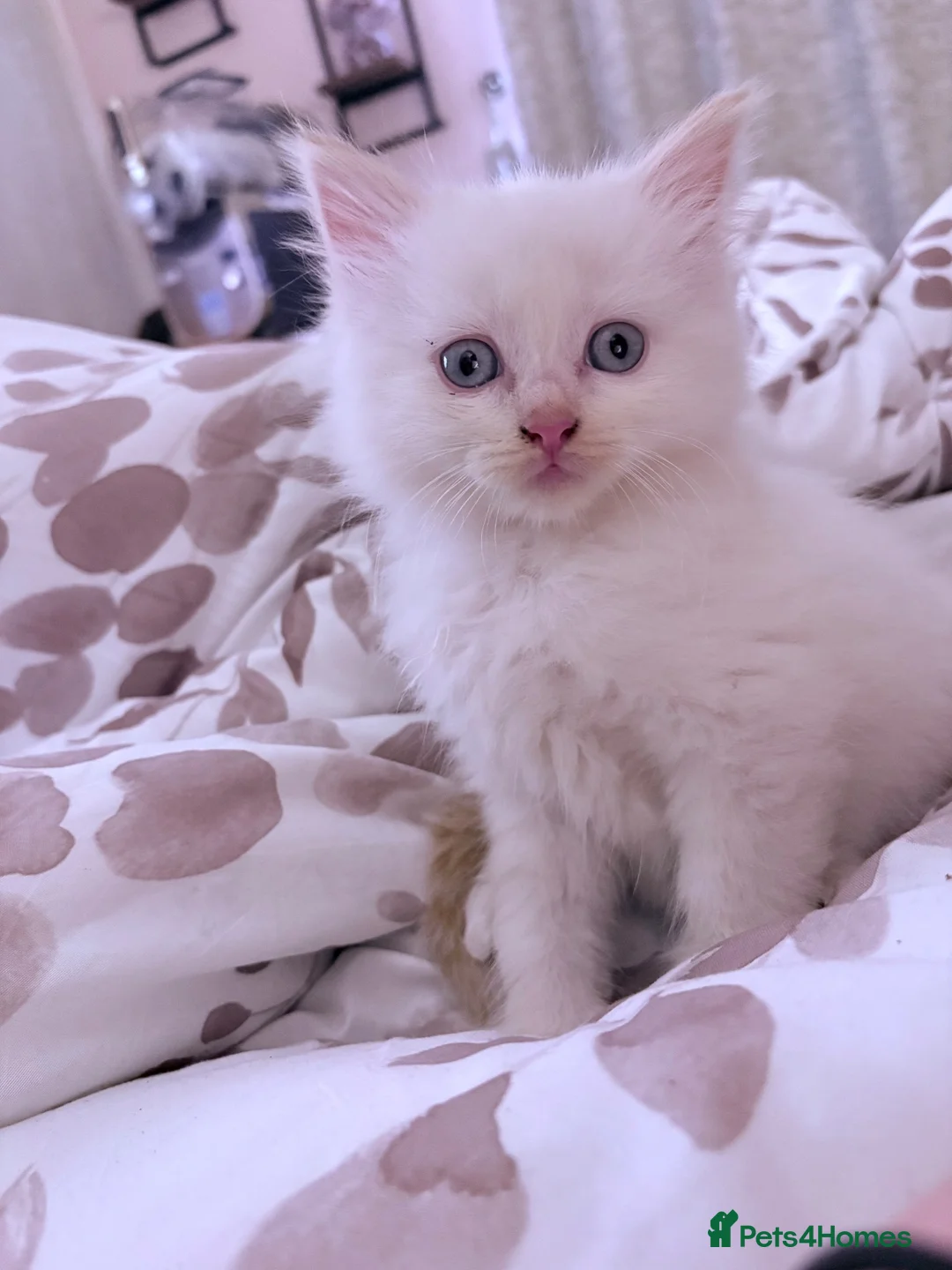 Ragdoll cats for sale: Male flamepoint ragdoll  - Advert 2
