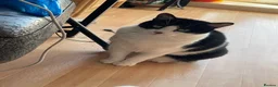British Shorthair cats for sale: Two adult cats looking for a new home!  - Advert 8