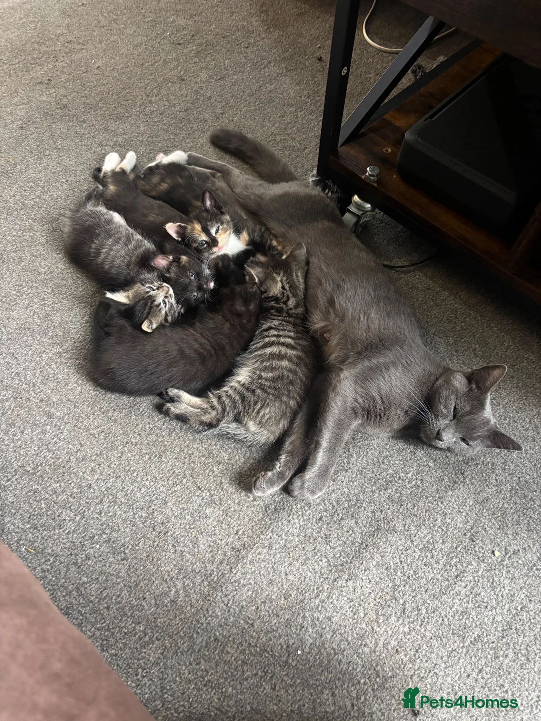 Domestic Shorthair cats for sale: Adorable kittens - Advert 11