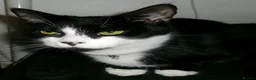 Korat cats for sale: Kittens for Sale – Price Negotiable 🐾 - Advert 3