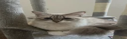 Siberian cats for sale: Pure bred neva masquerade siberian kittens  - Advert 5