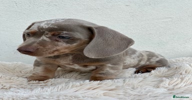 Miniature Dachshund dogs - Advert 5
