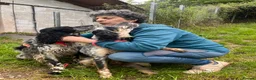 English Setter dogs for adoption: Kira  in Frinton-on-Sea - Advert 2