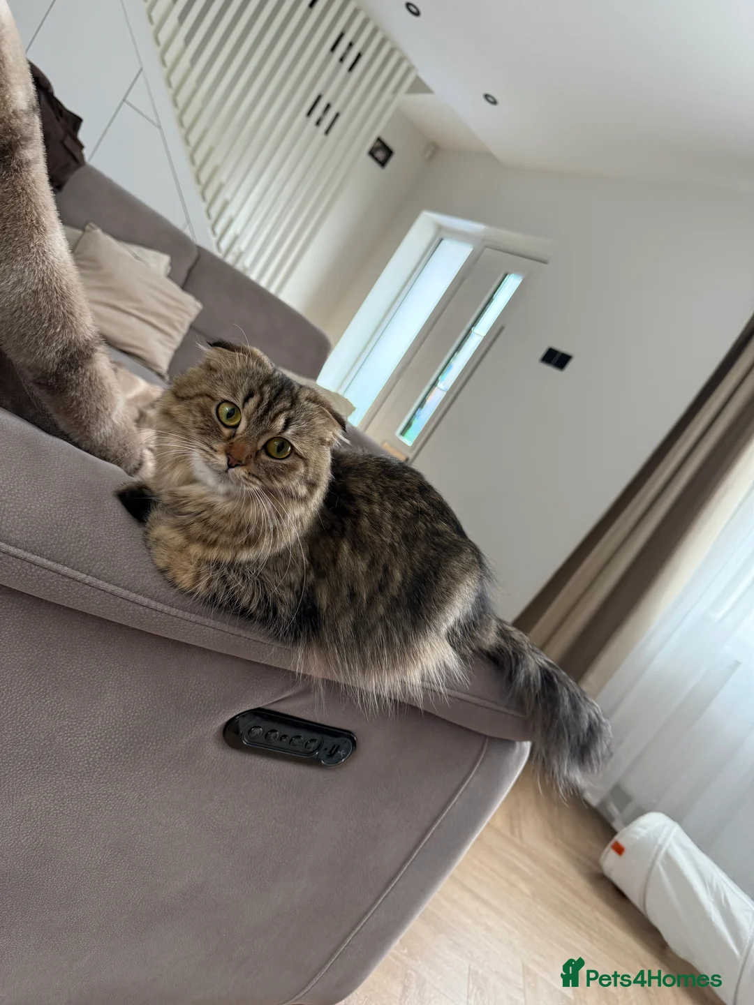 Scottish Fold cats for sale: Scottish fold/British shorthair kittens😻 - Advert 2