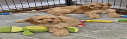 Cockapoo dogs for sale: 1 female F1 Cockapoo - Advert 17