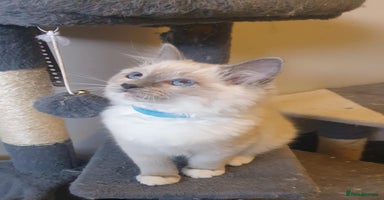 Ragdoll cats Beautiful GCCF Blue Mitted Kitten Available. - Advert 7