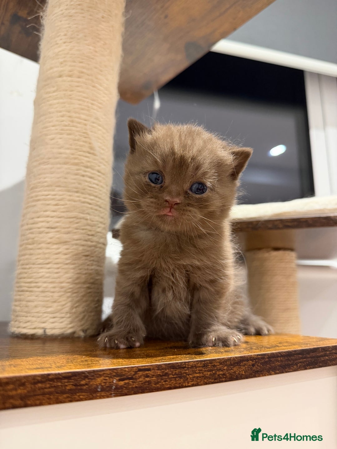 British Shorthair cats for sale: Chocolate British Shorthair Kittens - Advert 20