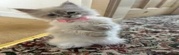 Siberian cats for sale: Siberian Neva Masquerade kittens  - Advert 4