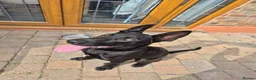 Mixed Breed dogs for sale: German/Belgian Shepherd Puppy - Advert 10