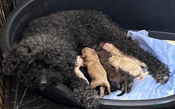 Miniature Poodle dogs for sale: Miniature Poodle Puppies Available.  - Image 20