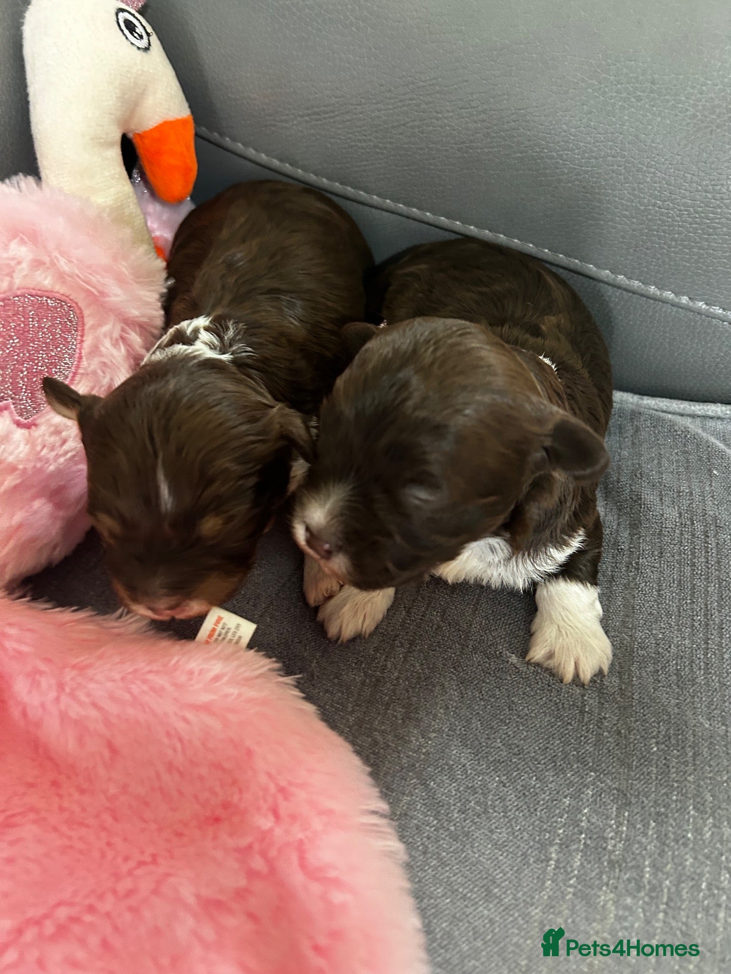Havanese dogs Stunning pedigree Havanese puppies  - Advert 1