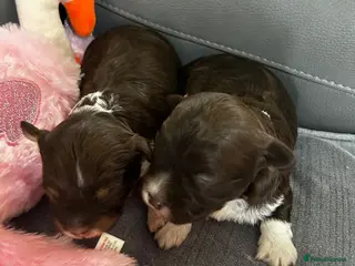 Havanese dogs Stunning pedigree Havanese puppies - Advert 11