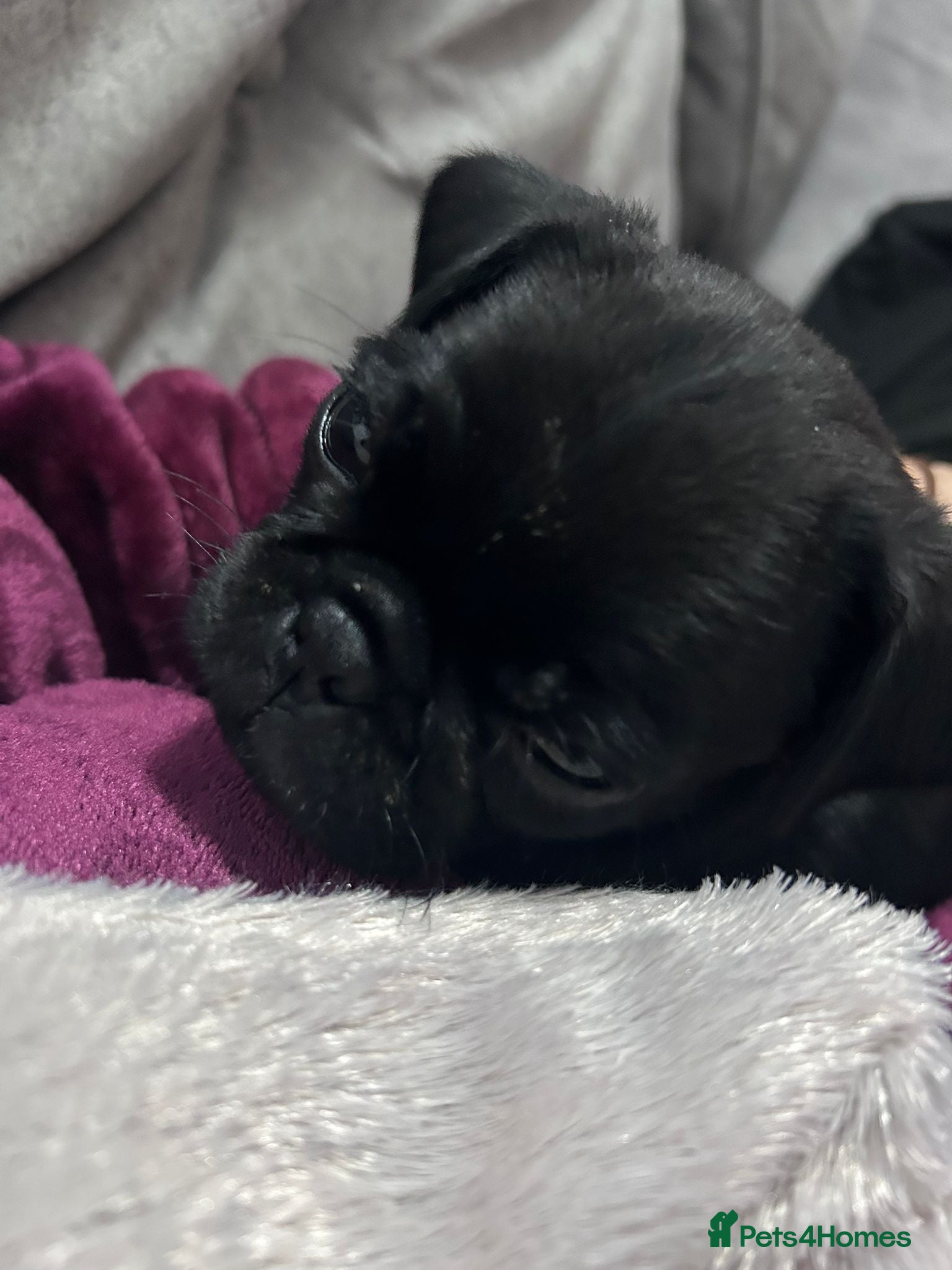 Pug dogs for sale: Pug puppy - Advert 3