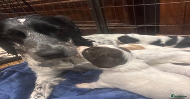 Sprocker dogs F1 Gorgeous sprocker Puppies, unique markings. - Advert 9