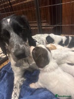Sprocker dogs F1 Gorgeous sprocker Puppies, unique markings. - Advert 9