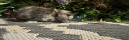 Mini Lop rabbits for sale: Mini lops available to reserve  - Advert 7