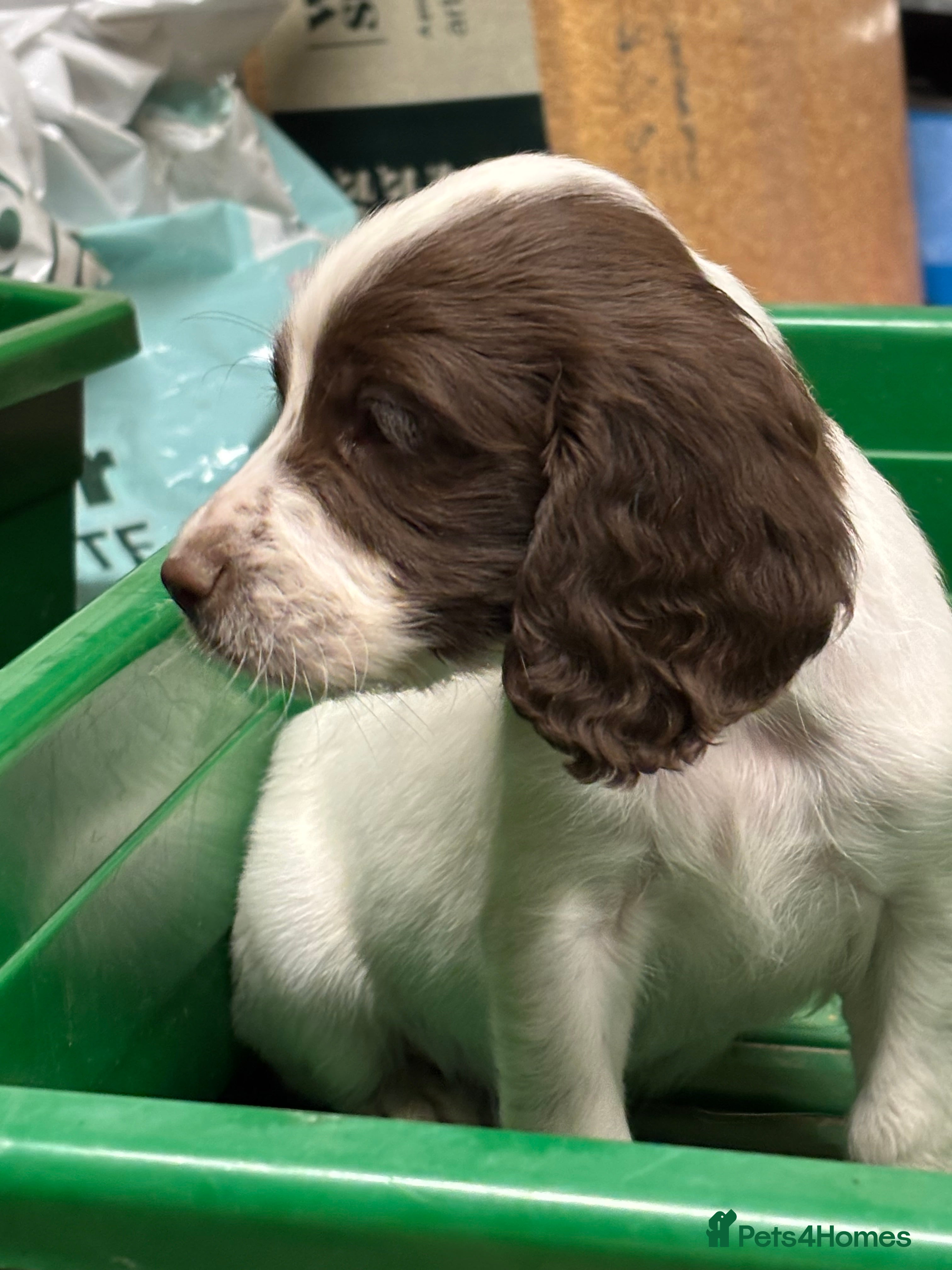 English Springer Spaniel dogs **Springer Spaniel puppies** 3 remaining - Advert 2