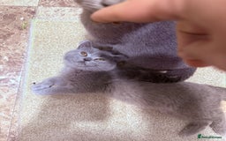 British Shorthair cats for sale: British shorthair kittens London(1 girl only) - Image 19