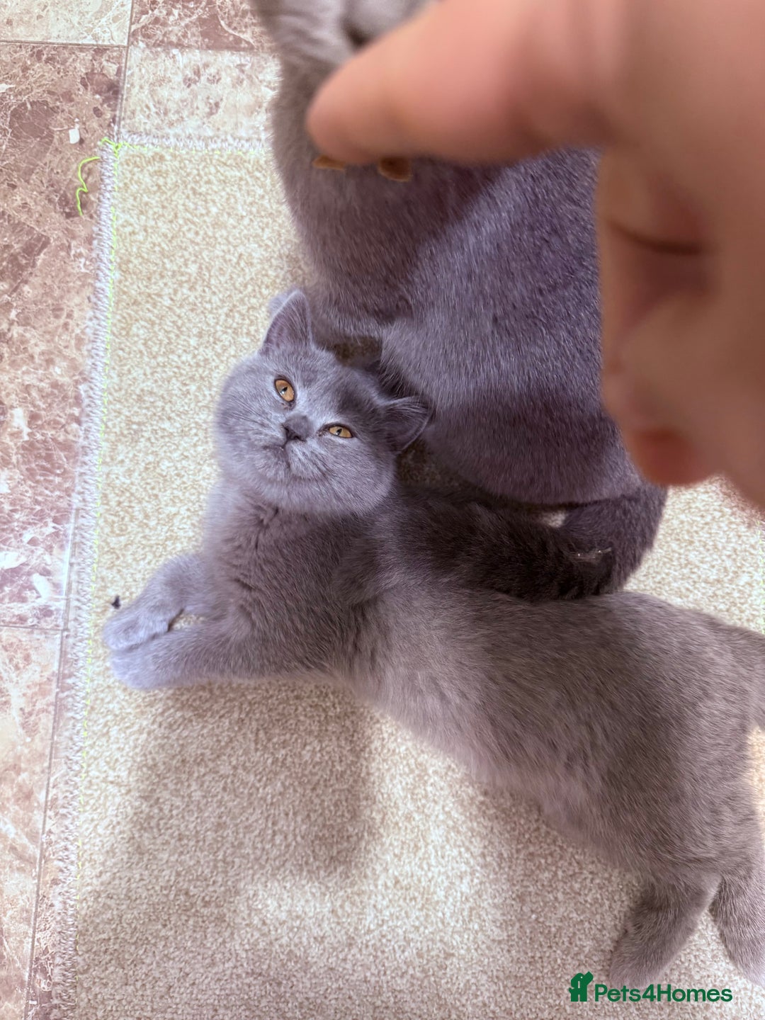 British Shorthair cats for sale: British shorthair kittens London(1 girl only) - Image 19