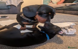 Mixed Breed dogs for sale: Doxie-Dales ready now - Image 8