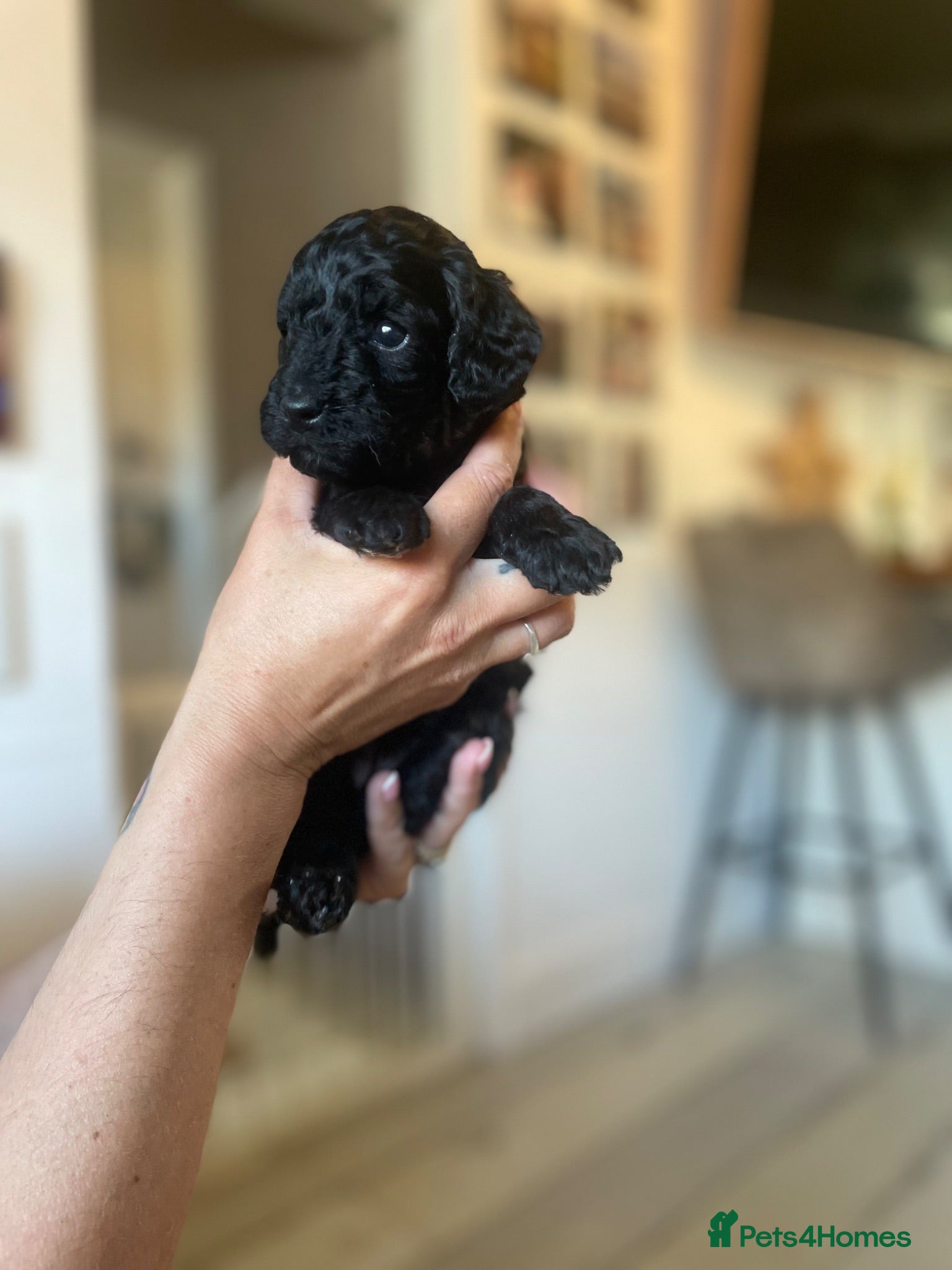 Toy Poodle dogs Toy Poodle Puppies  - Advert 12