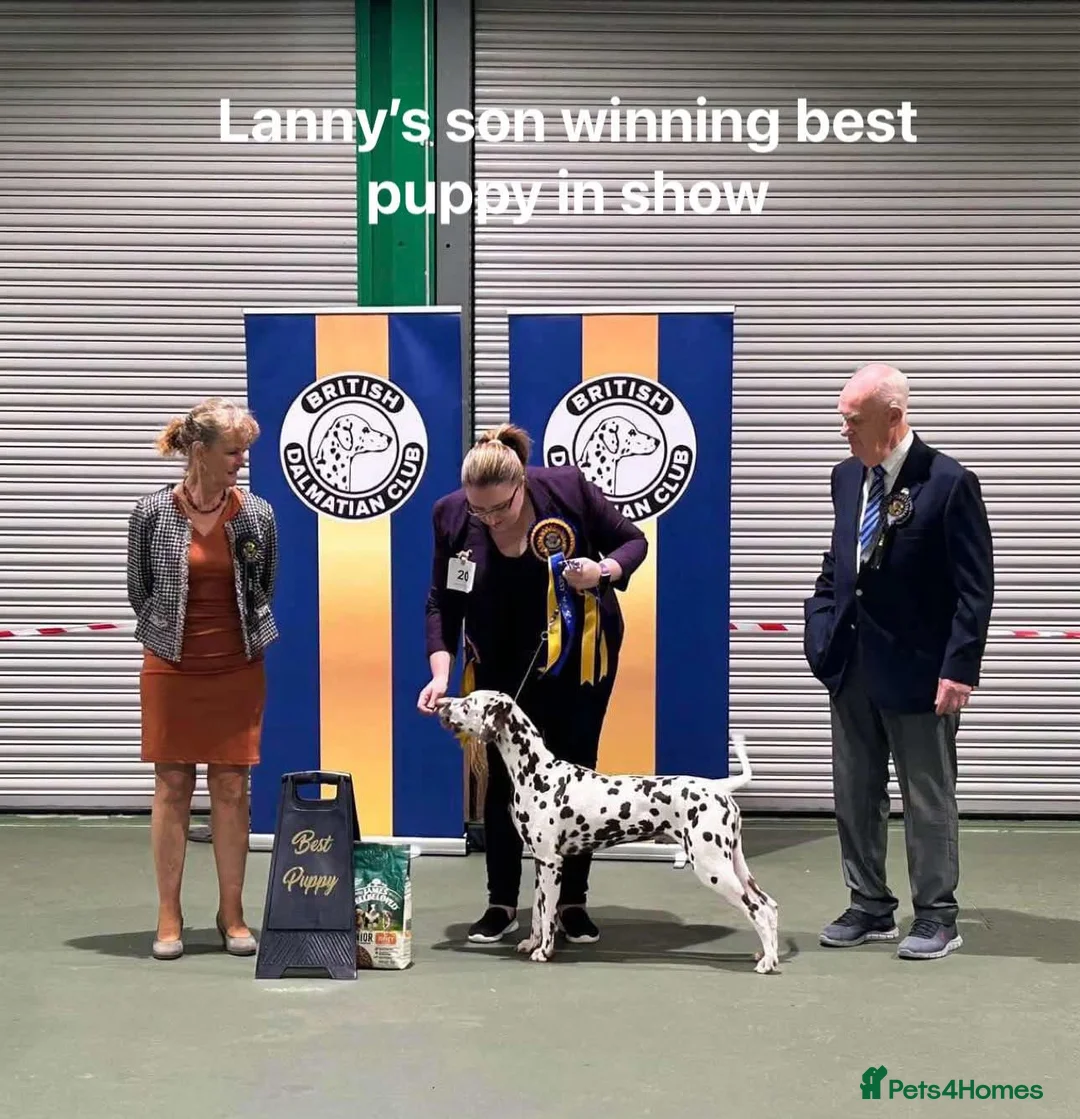 Dalmatian dogs for stud: CRUFTS QUALIFIED FOR LIFE HEALTH TESTED in Aberdare - Advert 18