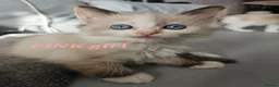 Ragdoll cats for sale: Friendly and playfull Ragdoll x  - Advert 35