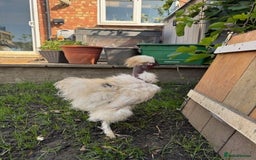 Chickens poultry for sale: Roosters for sale (and some hens) - Image 8