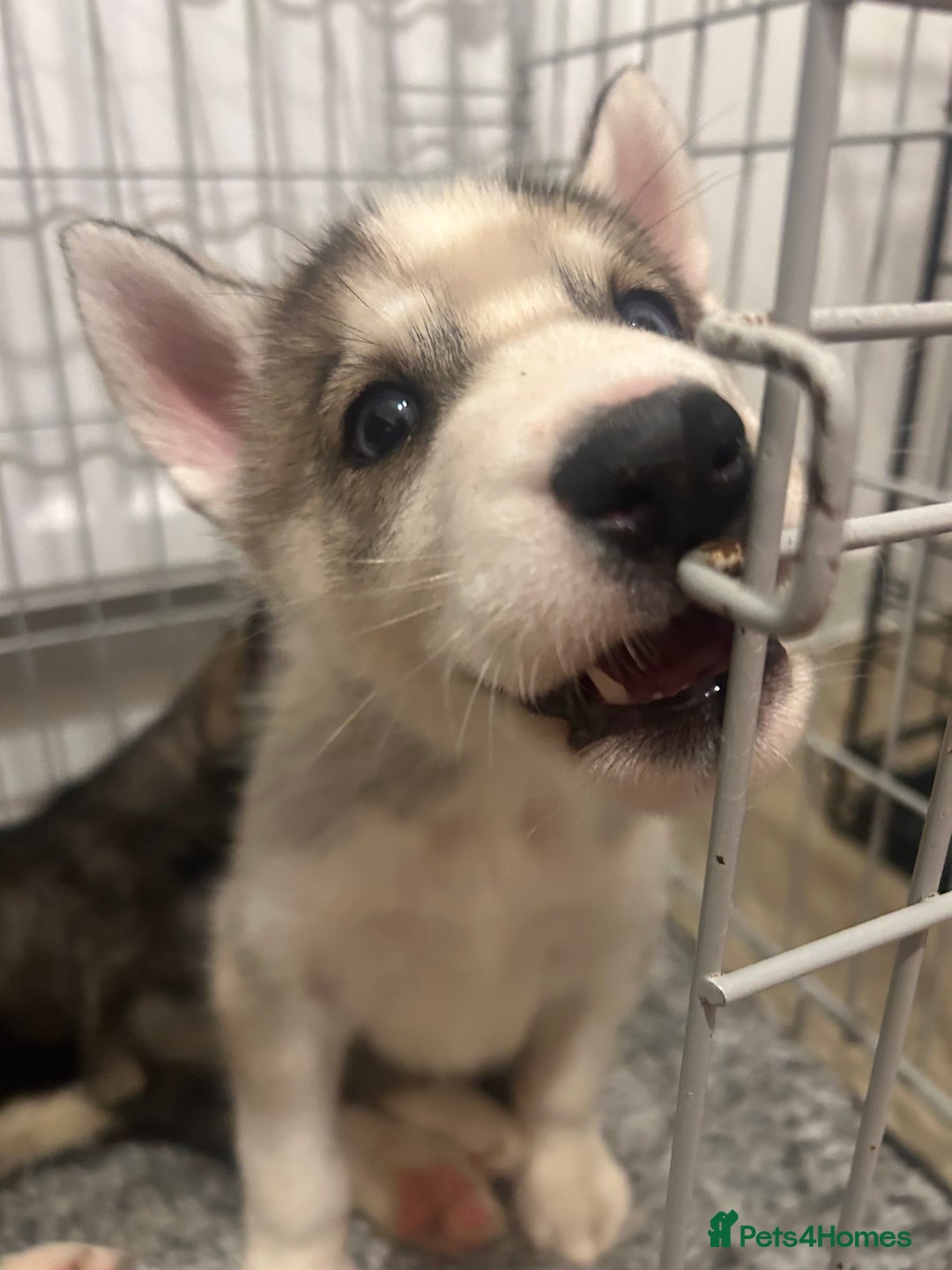 Siberian Husky dogs for sale: 3 x Siberian husky puppies  - Image 7