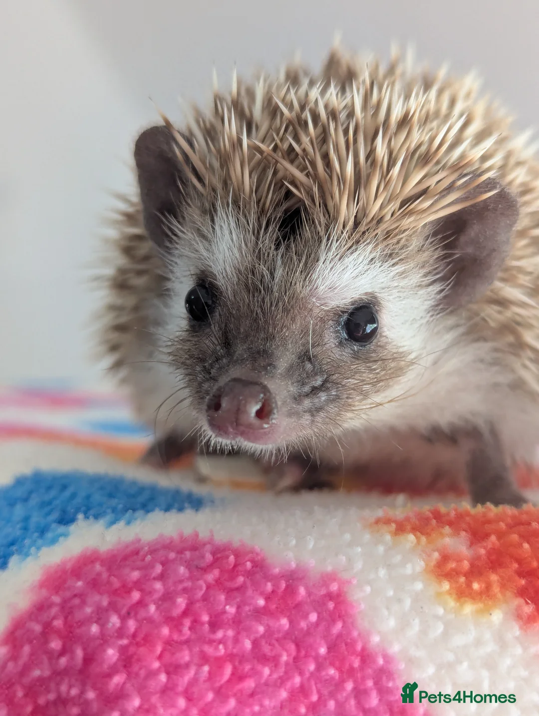 Gallery Image {{count}}