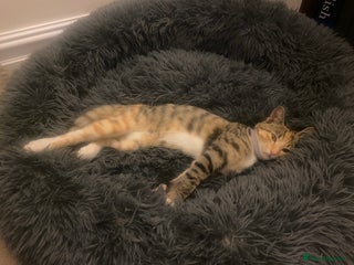 British Shorthair cats for sale: Female tabby kitten - Advert 1