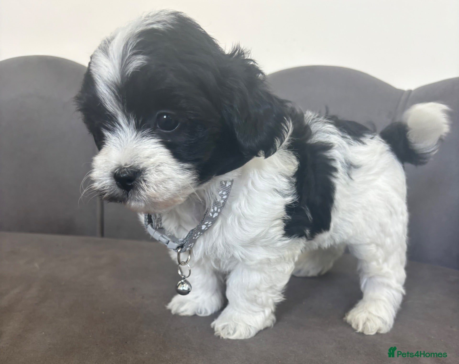 Maltipoo dogs Gorgeous F1 Maltipoo Pups - Advert 1