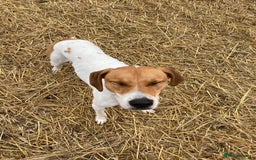 Mixed Breed dogs for adoption: Roscoe Looking For His Forever Home  - Image 2