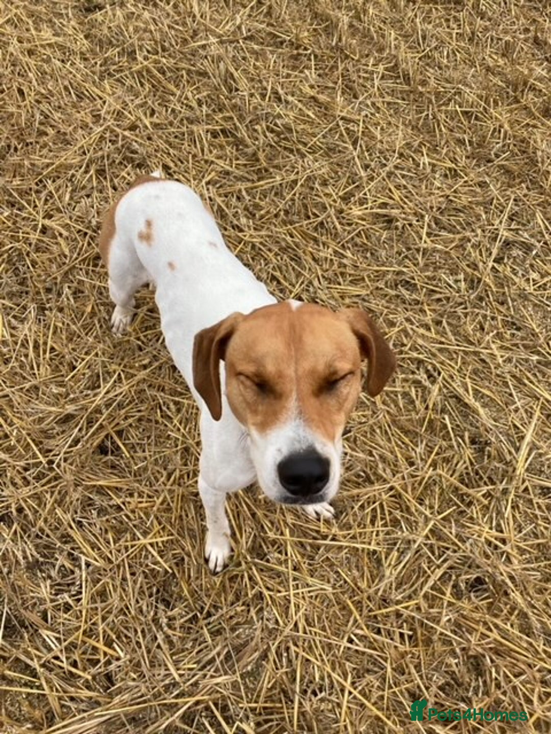 Mixed Breed dogs for adoption: Roscoe Looking For His Forever Home  - Image 2