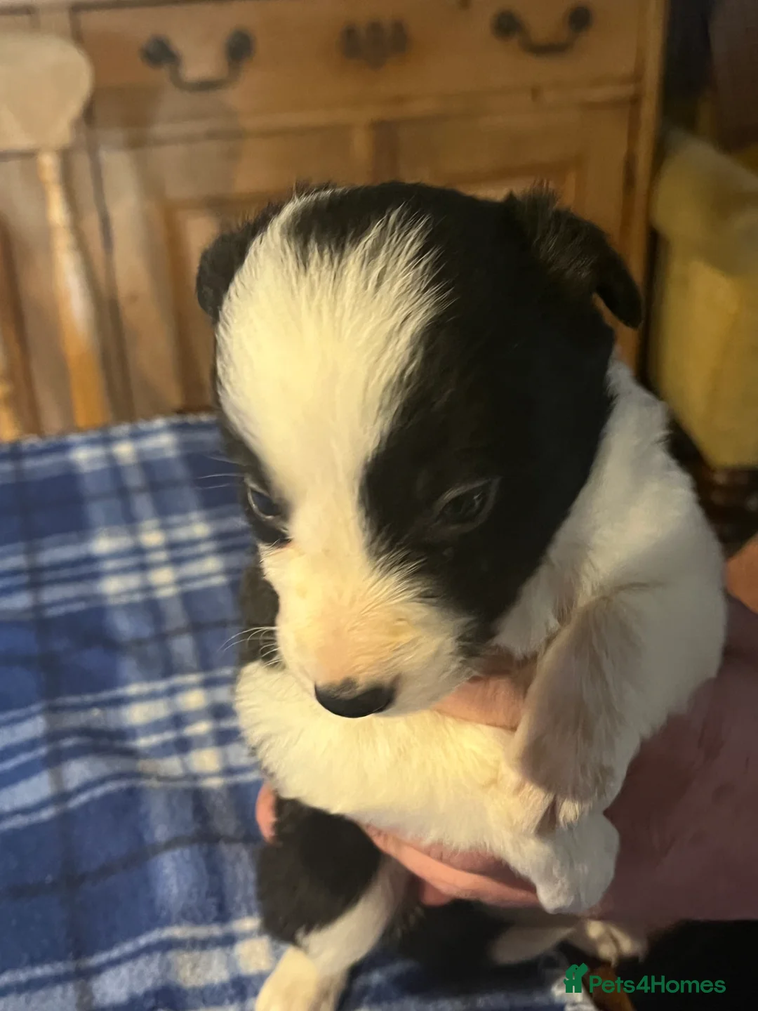 Border Collie dogs for sale: Border collie puppies, excellent litter!!  - Advert 23