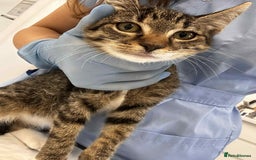 Mixed Breed cats for adoption: Stripes for adoption - Image 9