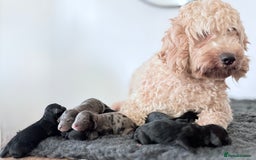 Cavapoochon dogs for sale: Rare Cavapoochons Home Raised PRA clear - Image 1