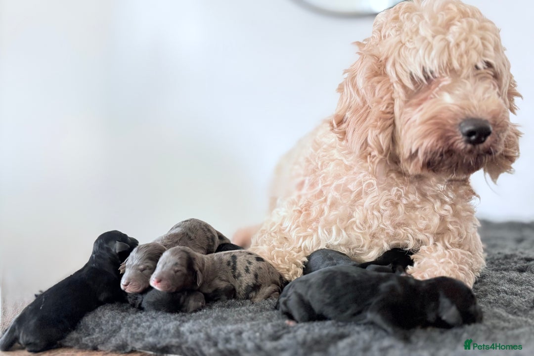 Cavapoochon dogs for sale: Rare Cavapoochons Home Raised PRA clear - Image 1