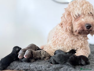 Cavapoochon dogs for sale - Advert 1