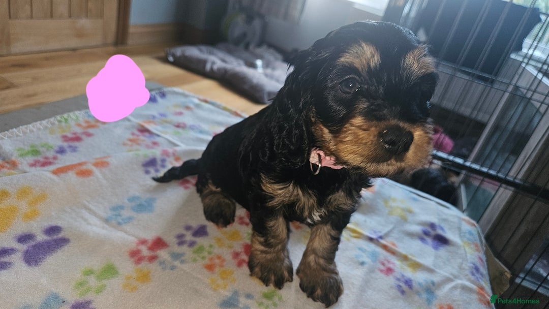 Cockapoo dogs for sale: Cockerpoo  - Image 25
