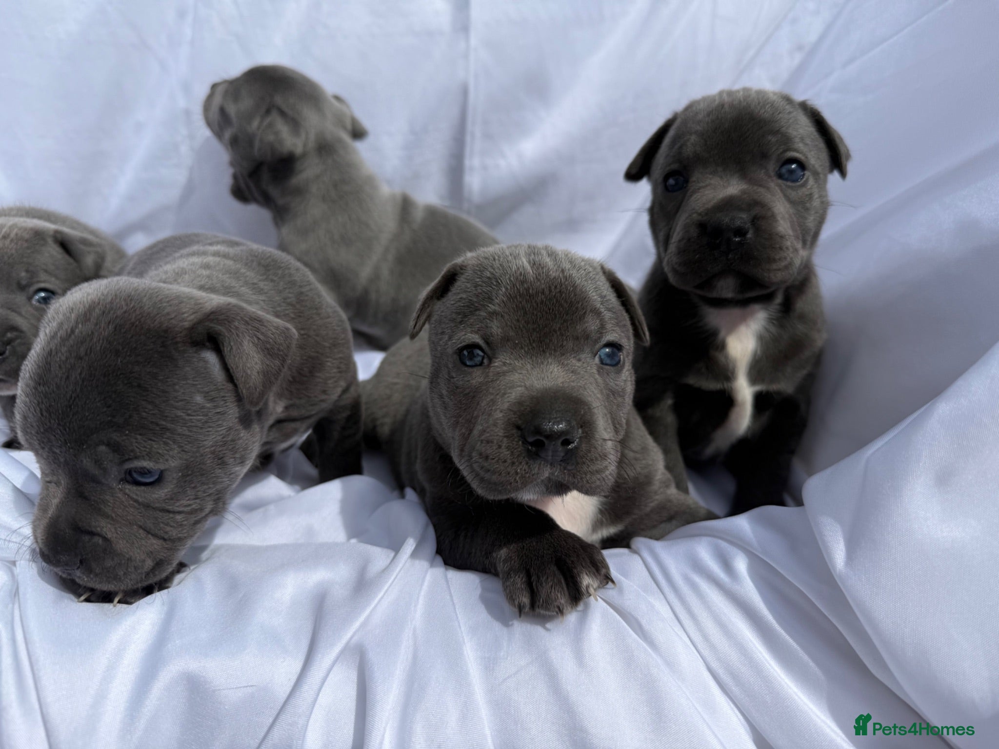 Staffordshire Bull Terrier dogs KC-Quality Blue Staffordshire Bull Terrier Puppies - Advert 1