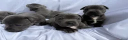 Staffordshire Bull Terrier dogs for sale: KC-Quality Blue Staffordshire Bull Terrier Puppies - Advert 1
