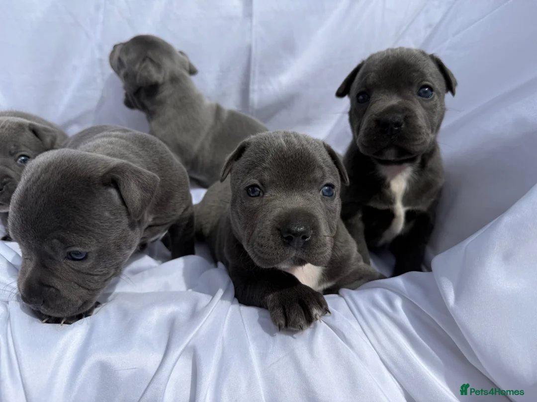 Staffordshire Bull Terrier dogs for sale: KC-Quality Blue Staffordshire Bull Terrier Puppies - Advert 1