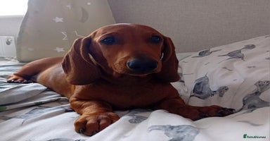 Dachshund dogs - Advert 3